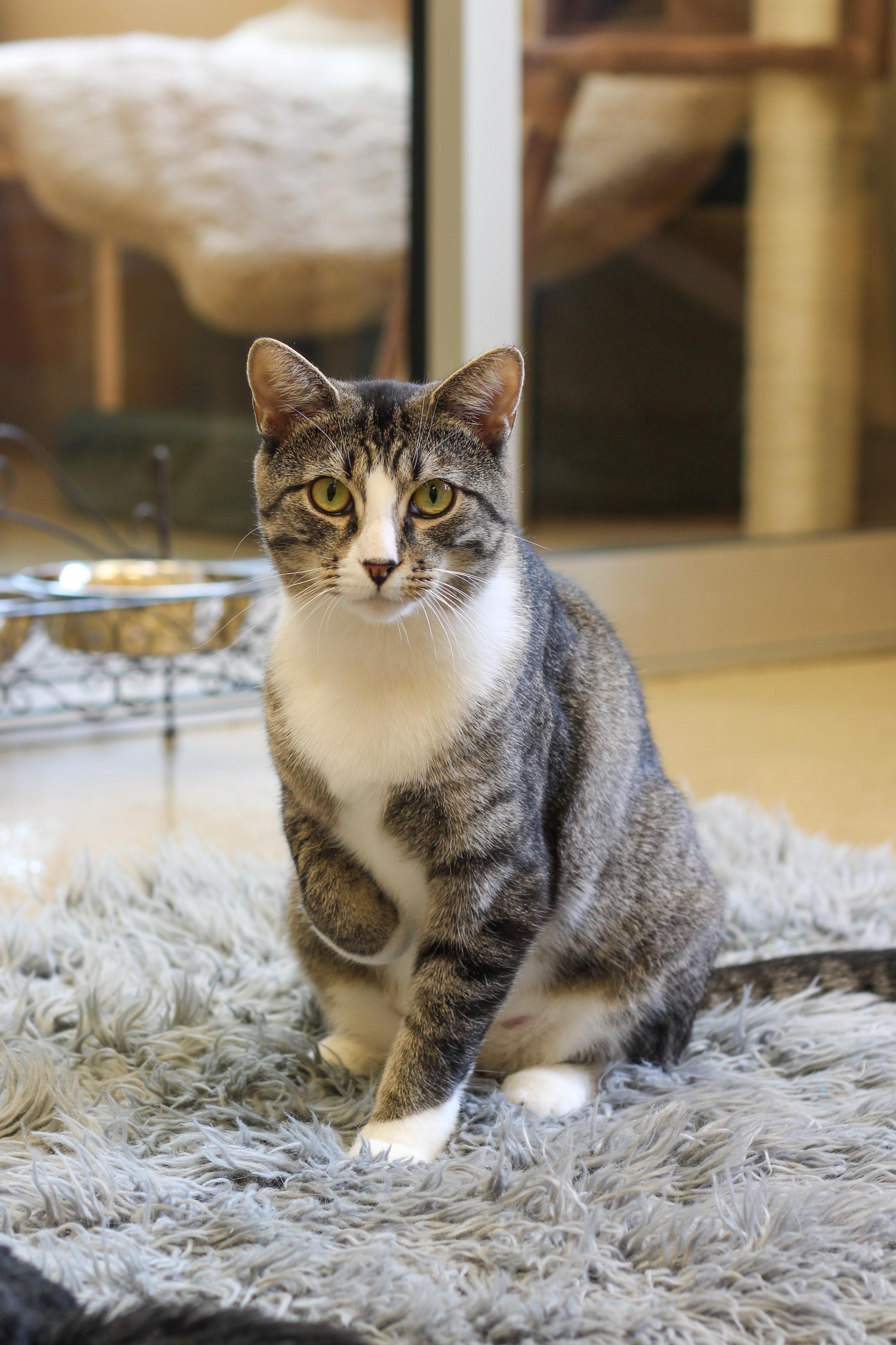 Lasagna, Adoptable, Young Female Domestic Short Hair.