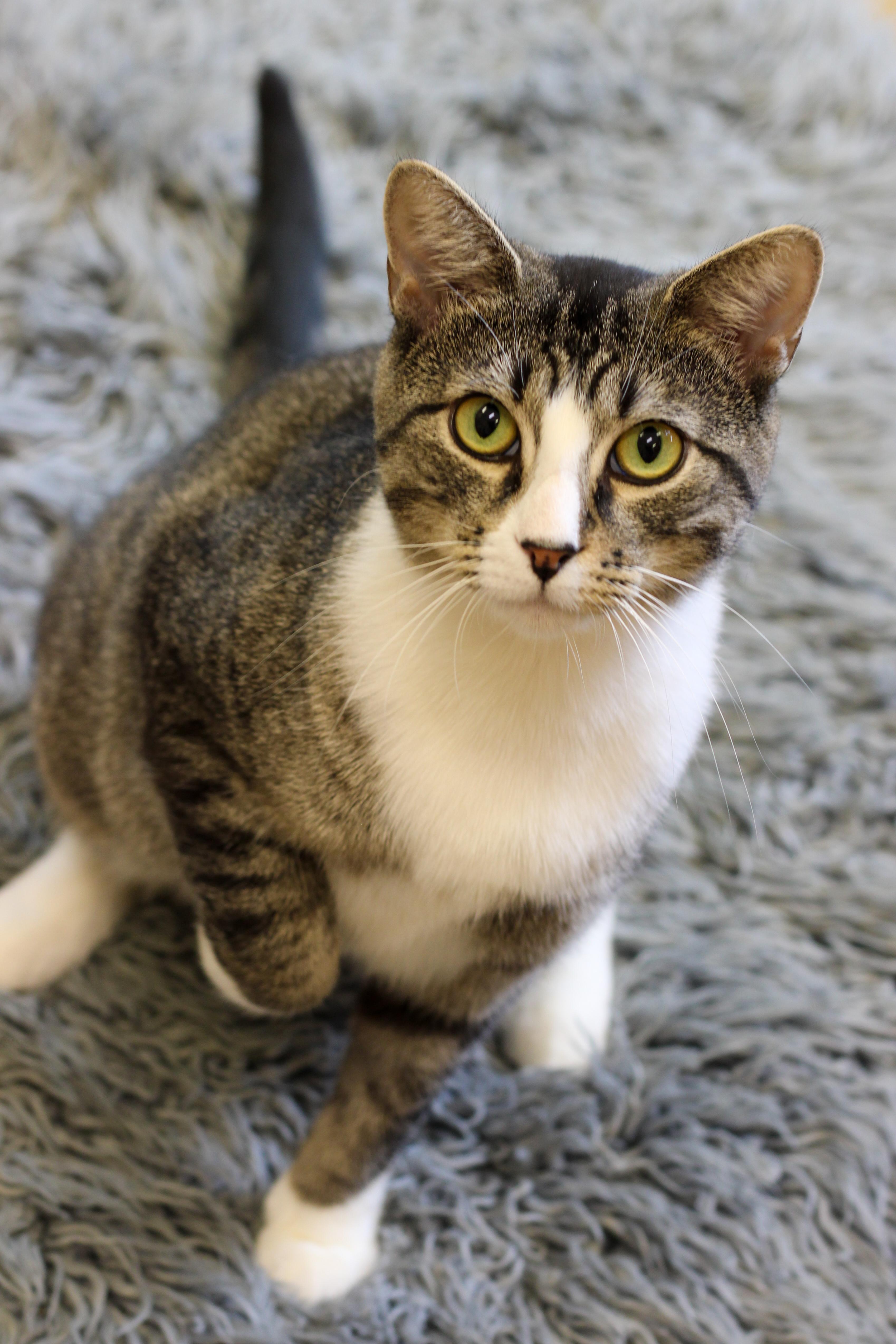 Enlarge Lasagna, a Adoptable Domestic Short Hair in Bristol, RI image 2/3