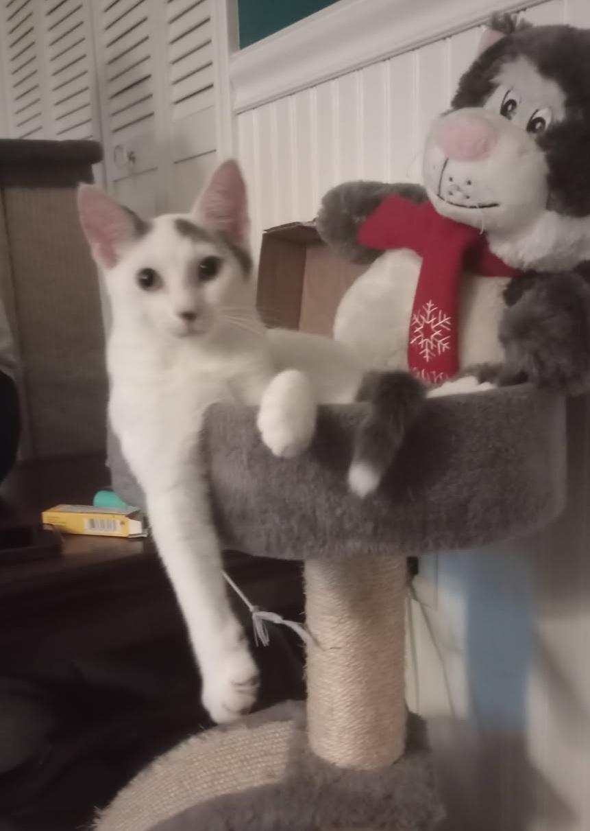 Leo and Jasmine, a Adoptable Domestic Short Hair in Syracuse, NY image 6/6