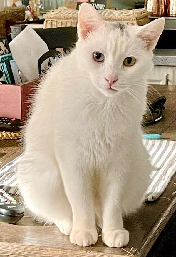 Leo and Jasmine, a Adoptable Domestic Short Hair in Syracuse, NY image 3/6