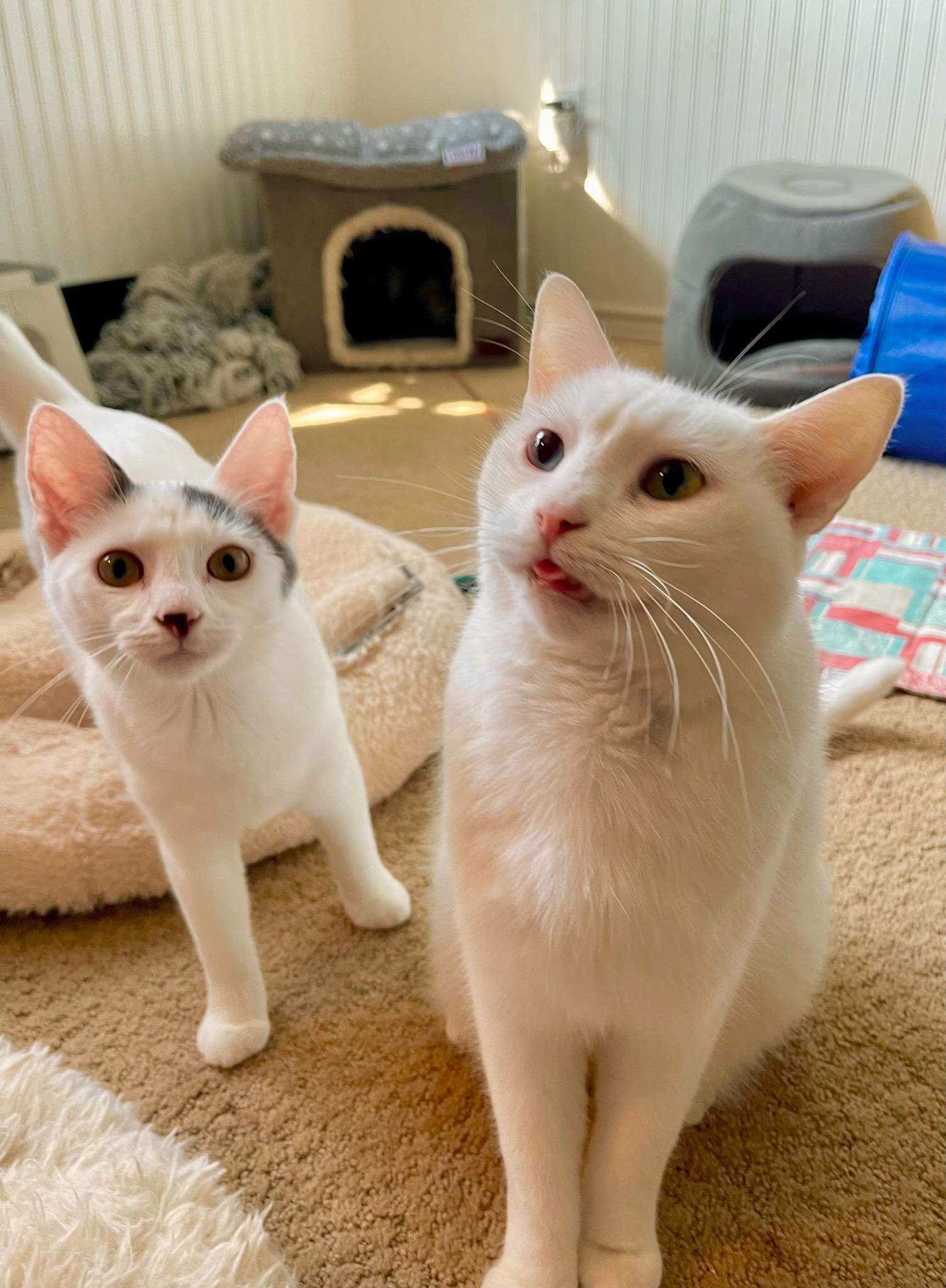 Leo and Jasmine, a Adoptable Domestic Short Hair in Syracuse, NY image 5/6