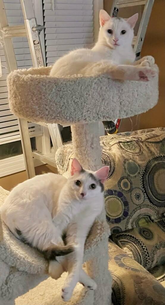 Leo and Jasmine, a Adoptable Domestic Short Hair in Syracuse, NY image 4/6