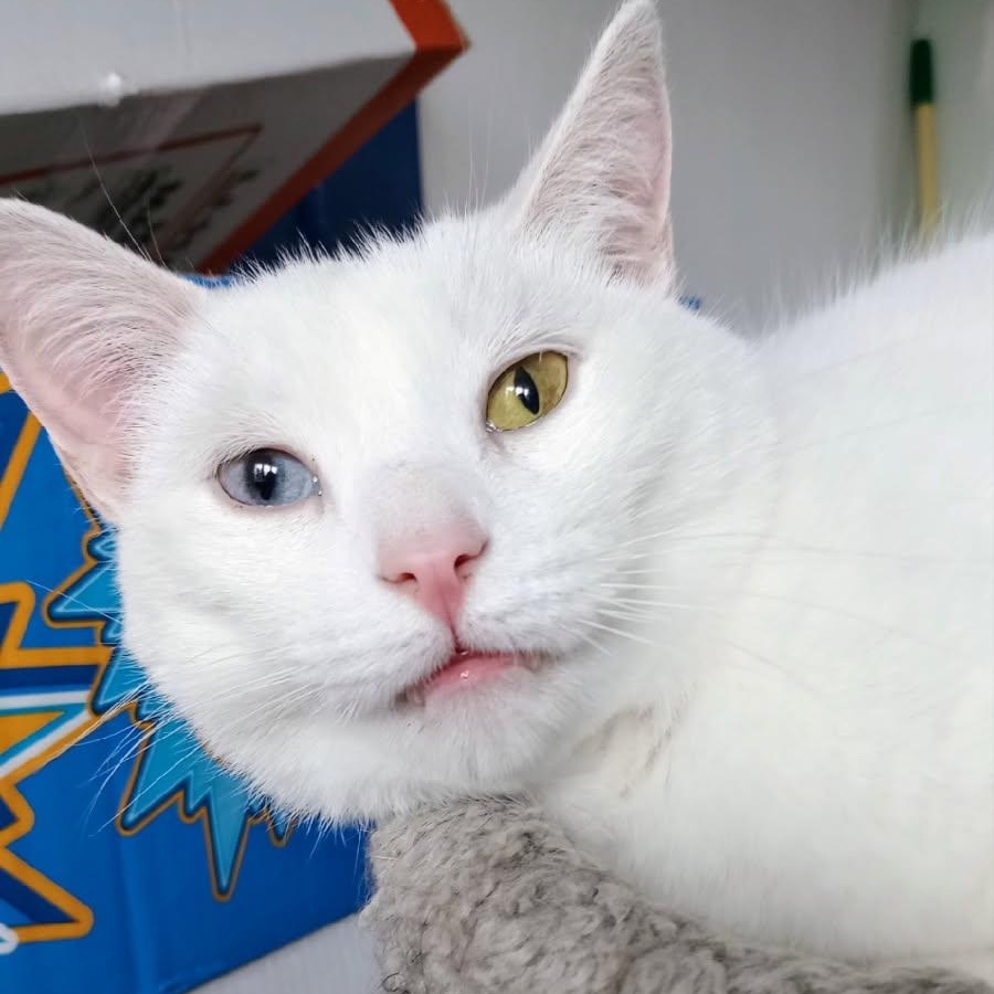 Leo and Jasmine, Adult Male Domestic Short Hair