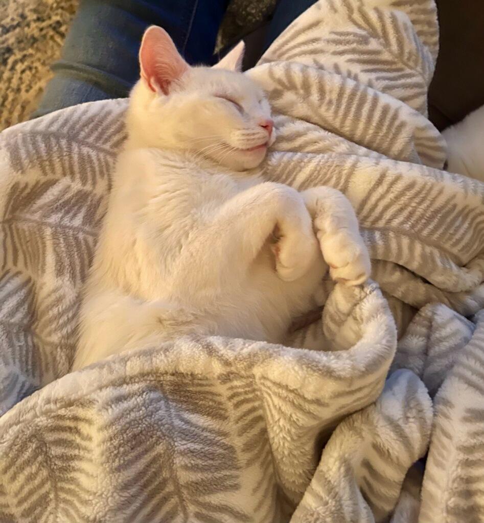 Leo and Jasmine, a Adoptable Domestic Short Hair in Syracuse, NY image 2/6