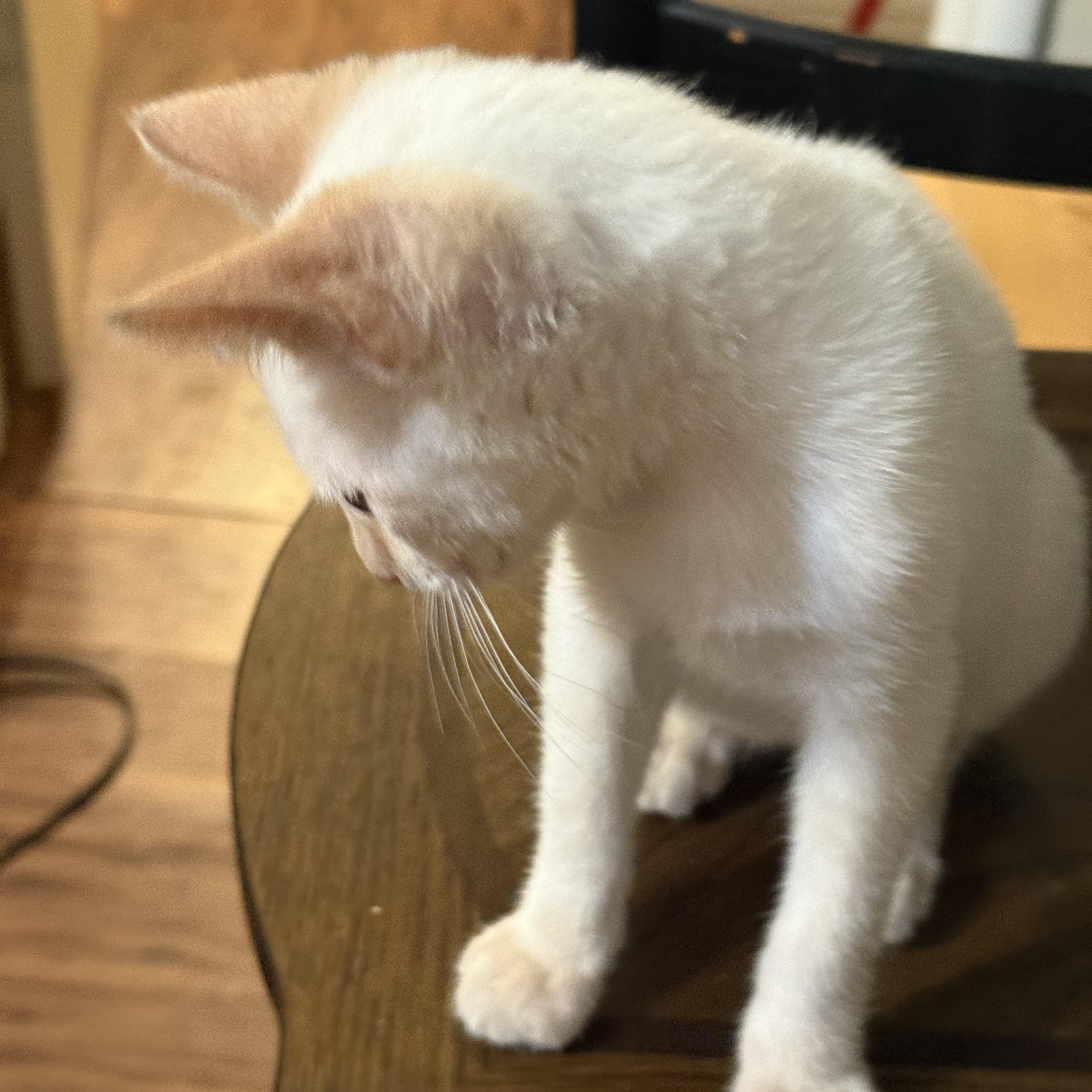 Snowman, Adopted, Kitten Male Applehead Siamese.