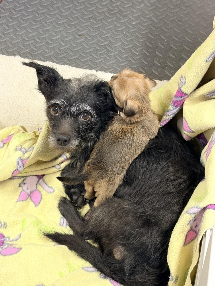 Miss America, Adoptable, Adult Female Schnauzer & Poodle.