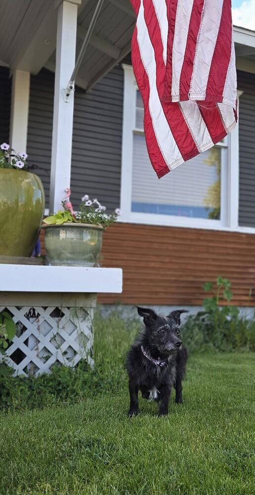 Enlarge Miss America, a Adoptable mixed breed in Spokane, WA image 1/4