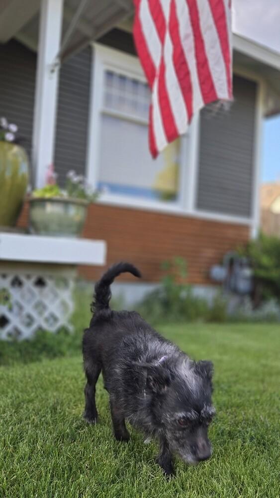 Enlarge Miss America, a Adoptable mixed breed in Spokane, WA image 2/4