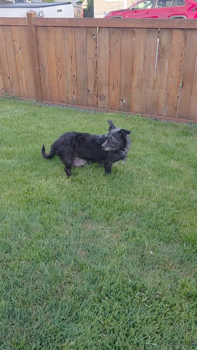 Enlarge Miss America, a Adoptable mixed breed in Spokane, WA video 3/4