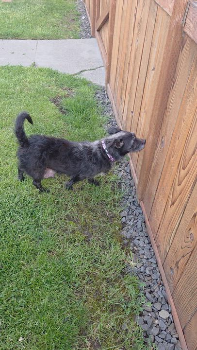 Enlarge Miss America, a Adoptable mixed breed in Spokane, WA video 4/4