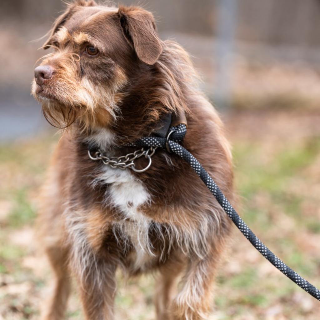 Bailey, Adoptable, Senior Female Wirehaired Terrier.