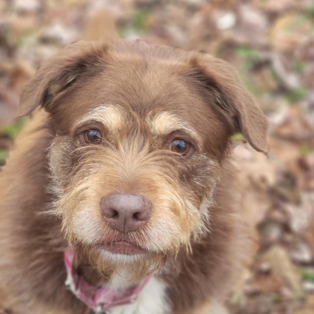 Enlarge Bailey, a Adoptable Wirehaired Terrier in Walden, NY image 2/2