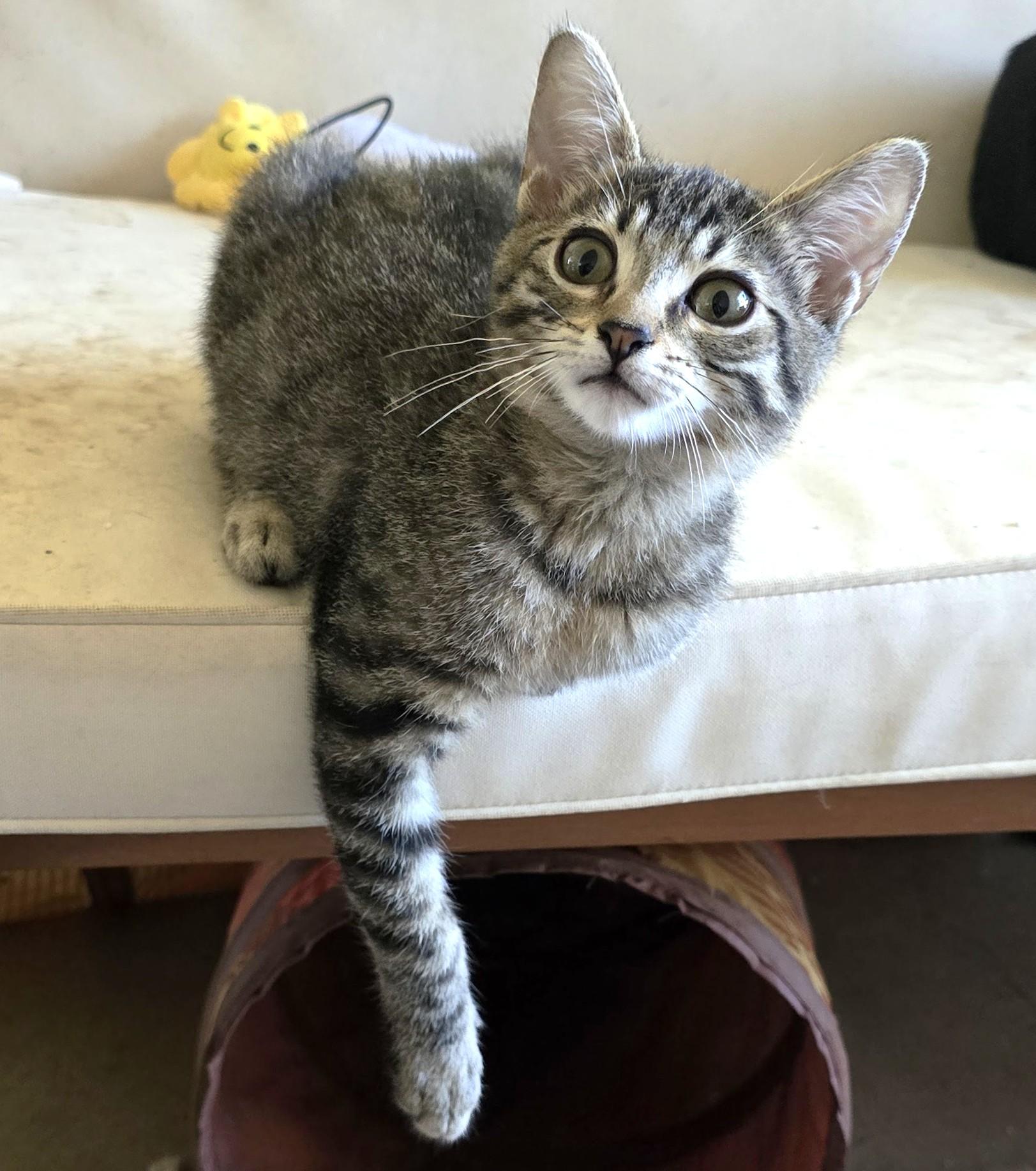 Sergeant, Adoptable, Young Male American Shorthair.