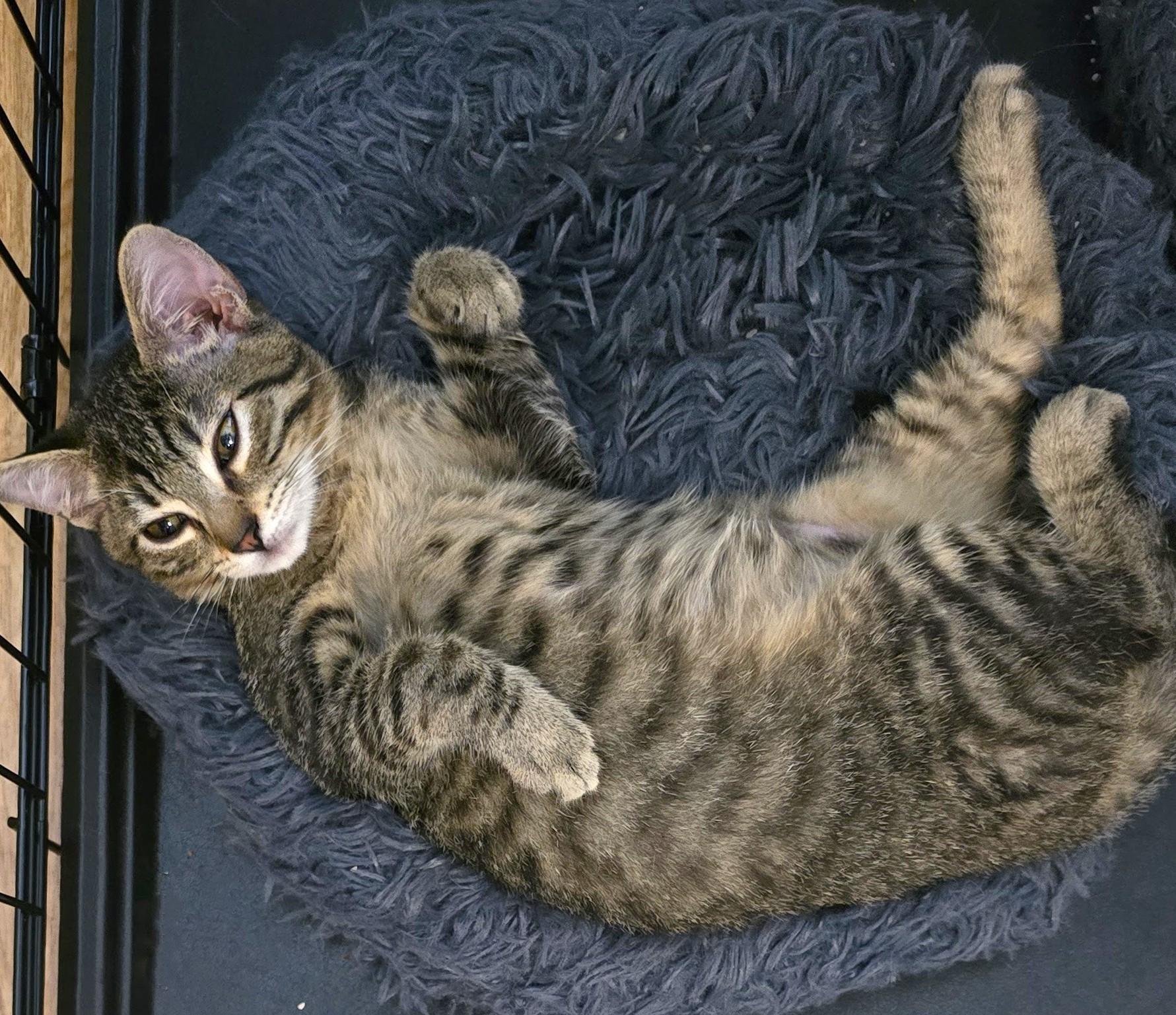 Sergeant, a Adoptable American Shorthair in San Diego, CA image 3/4