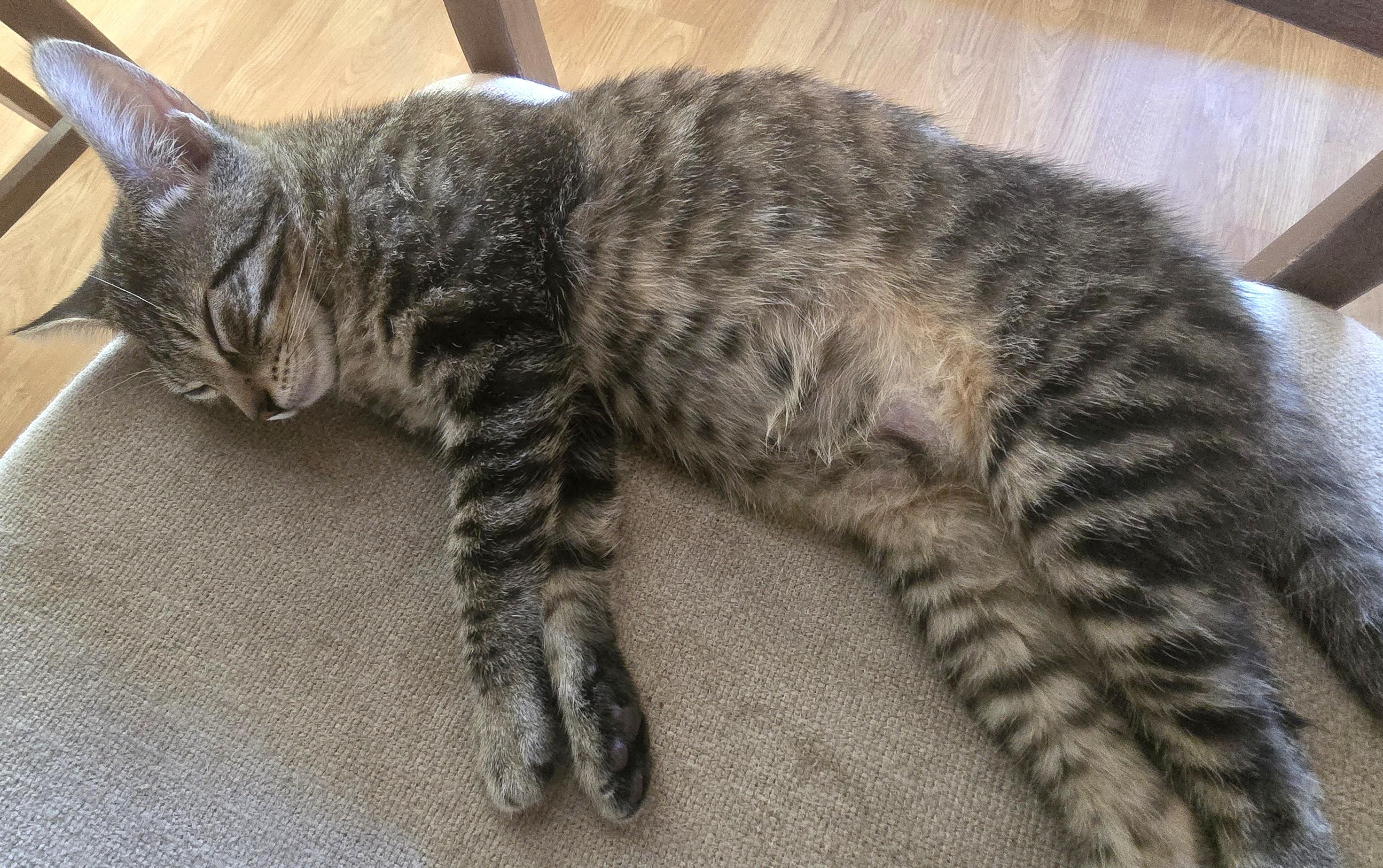 Sergeant, a Adoptable American Shorthair in San Diego, CA image 4/4