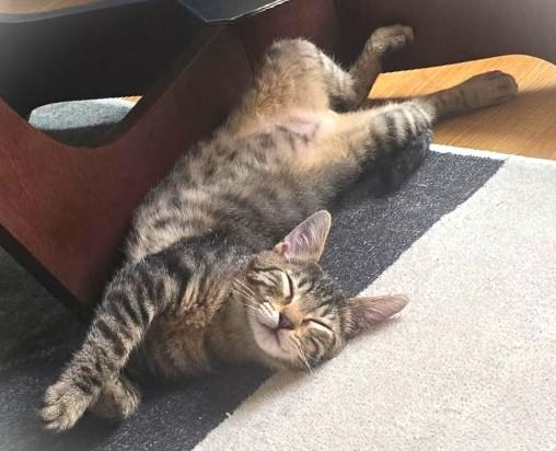 Sergeant, a Adoptable American Shorthair in San Diego, CA image 2/4