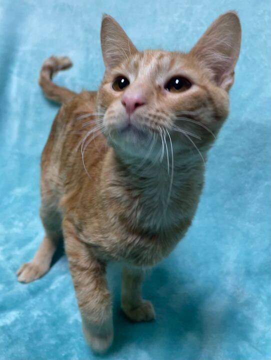 Simba, an adoptable Domestic Short Hair in Jackson, MI image 6/6