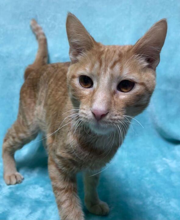 Simba, an adoptable Domestic Short Hair in Jackson, MI image 2/6