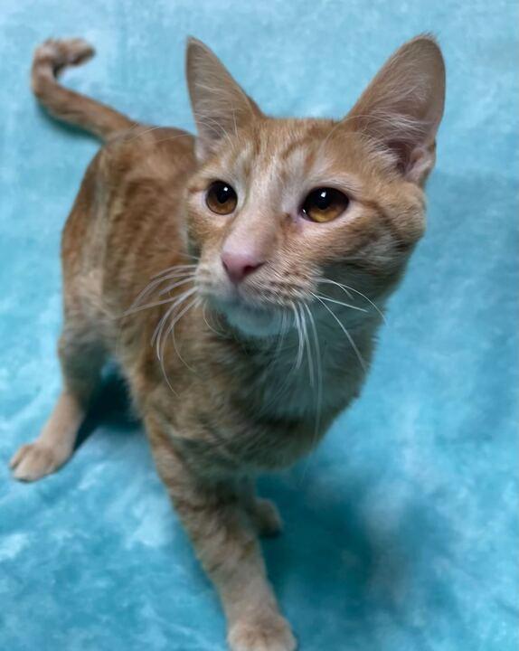 Simba, an adoptable Domestic Short Hair in Jackson, MI image 3/6