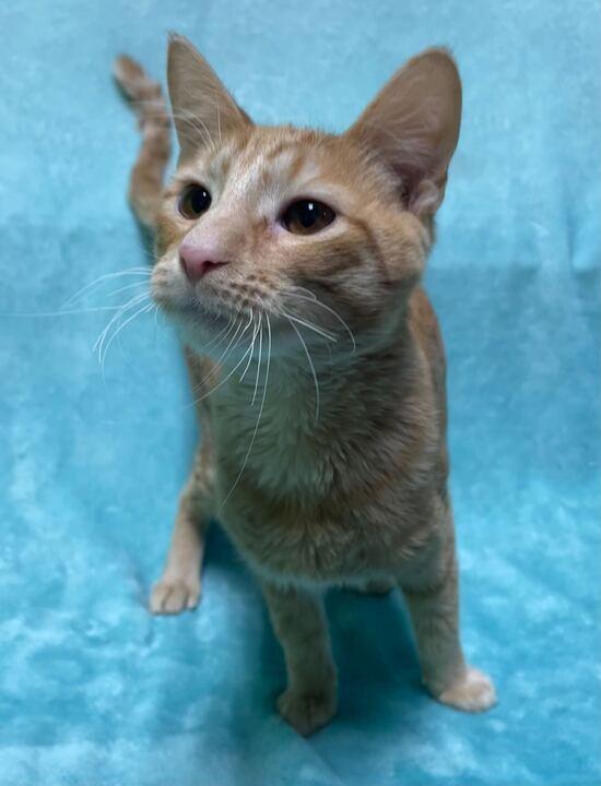 Simba, an adoptable Domestic Short Hair in Jackson, MI image 4/6
