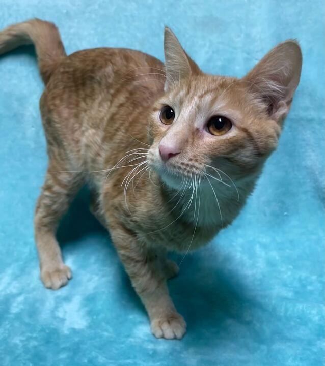 Simba, an adoptable Domestic Short Hair in Jackson, MI image 5/6