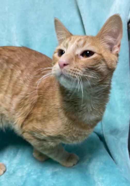 Simba, adoptable, Young Male Domestic Short Hair.