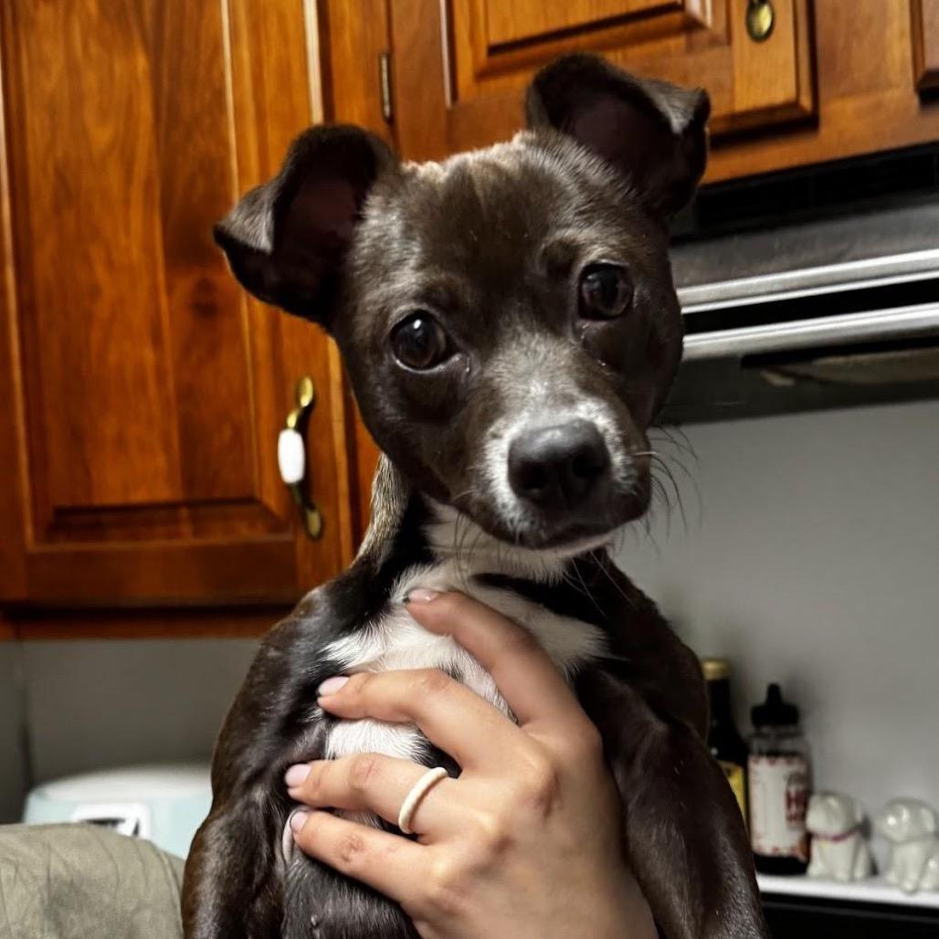 Enlarge Asia, a Adoptable Mixed Breed in Medford, NJ image 2/6