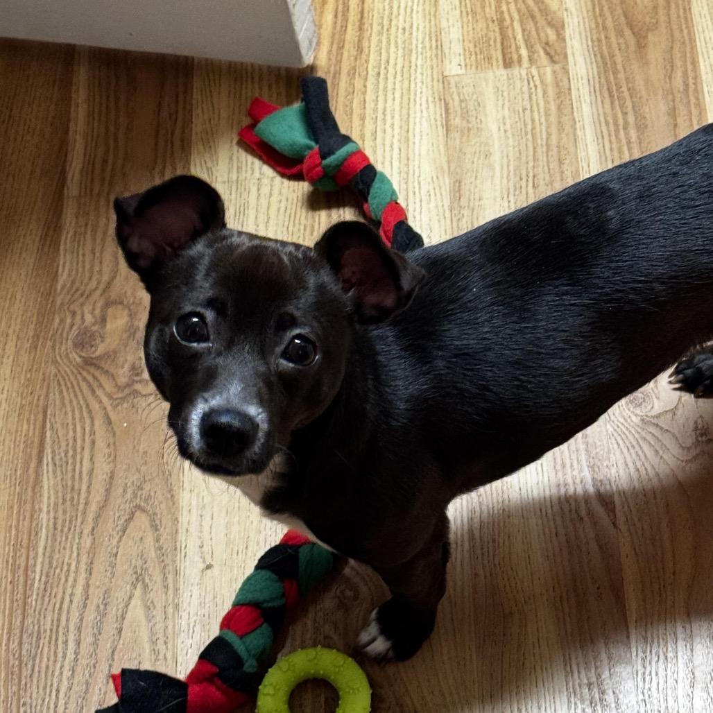 Enlarge Asia, a Adoptable Mixed Breed in Medford, NJ image 3/6