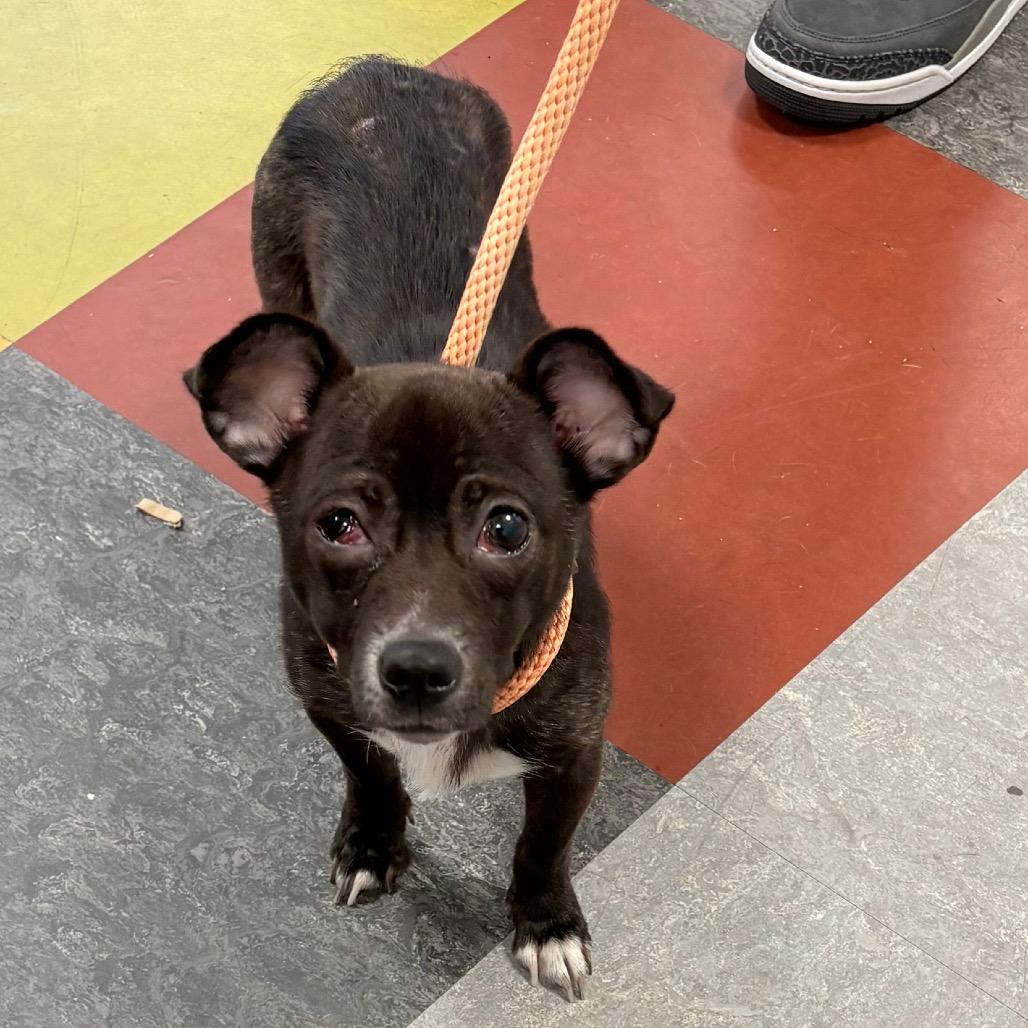 Enlarge Asia, a Adoptable Mixed Breed in Medford, NJ image 4/6