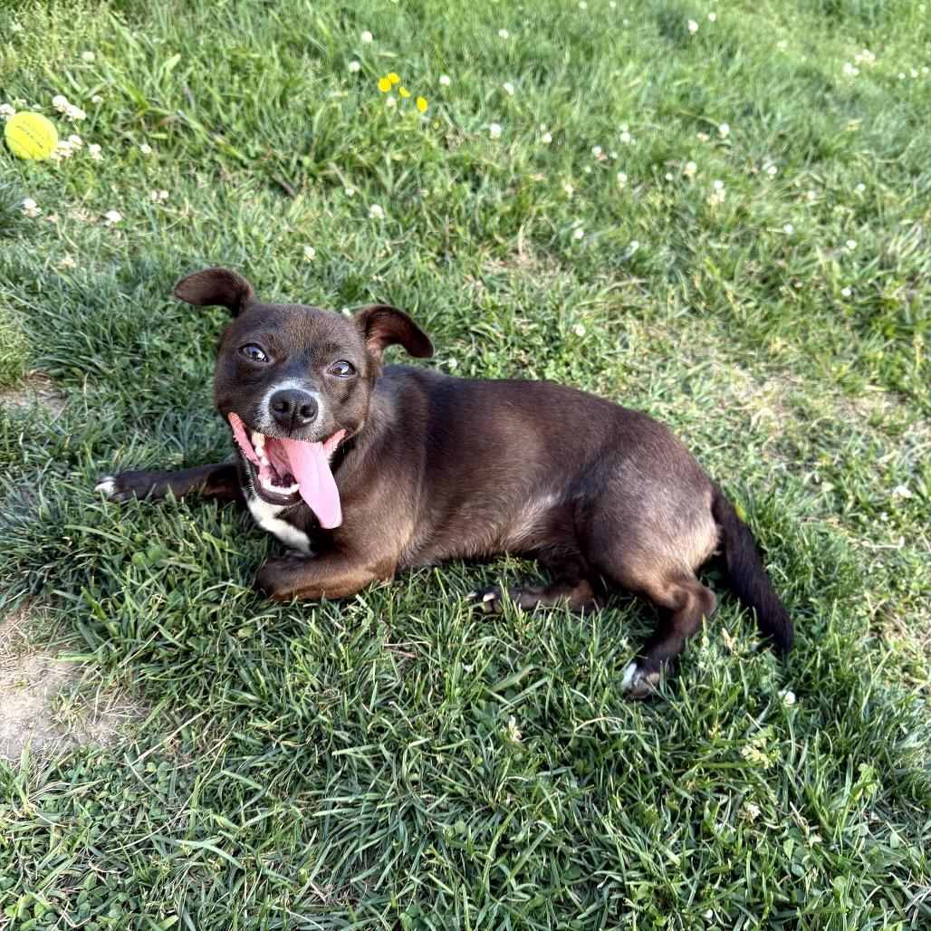 Asia, a Adoptable Mixed Breed in Medford, NJ image 2/5