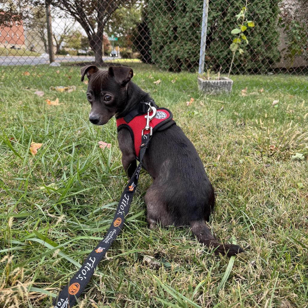 Enlarge Asia, a Adoptable Mixed Breed in Medford, NJ image 6/6