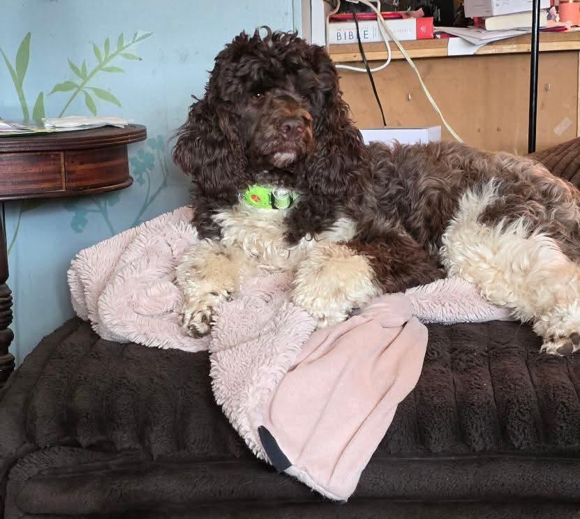 Tiki, Adoptable, Young Male Spaniel & Poodle.