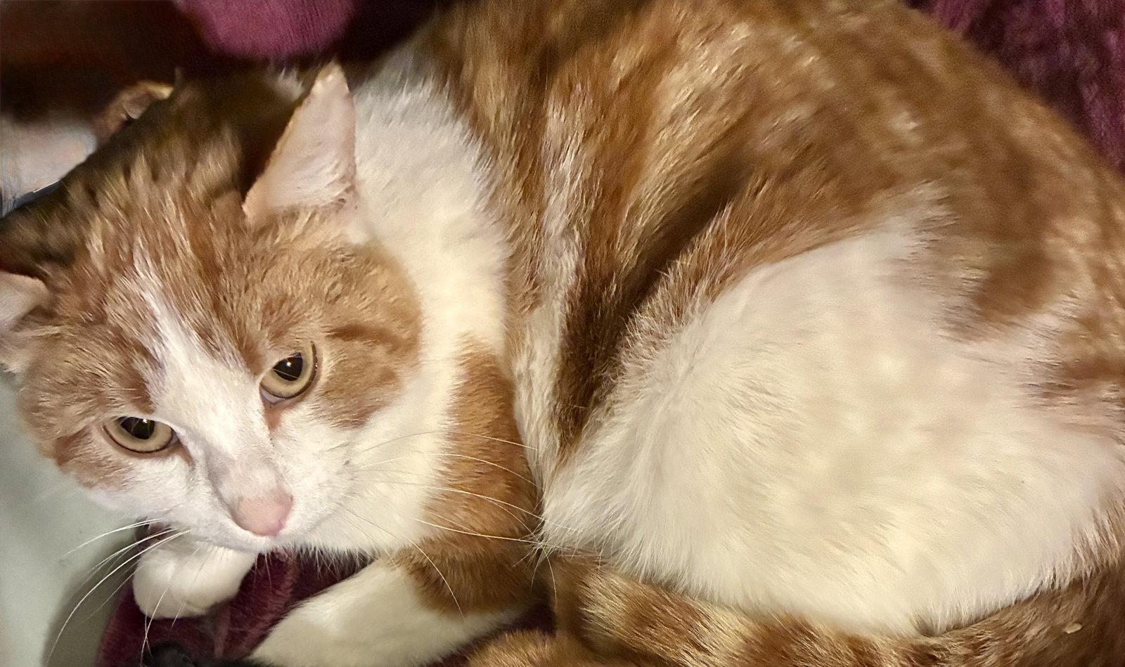 Pretty Mama, Adoptable, Adult Female Domestic Short Hair.