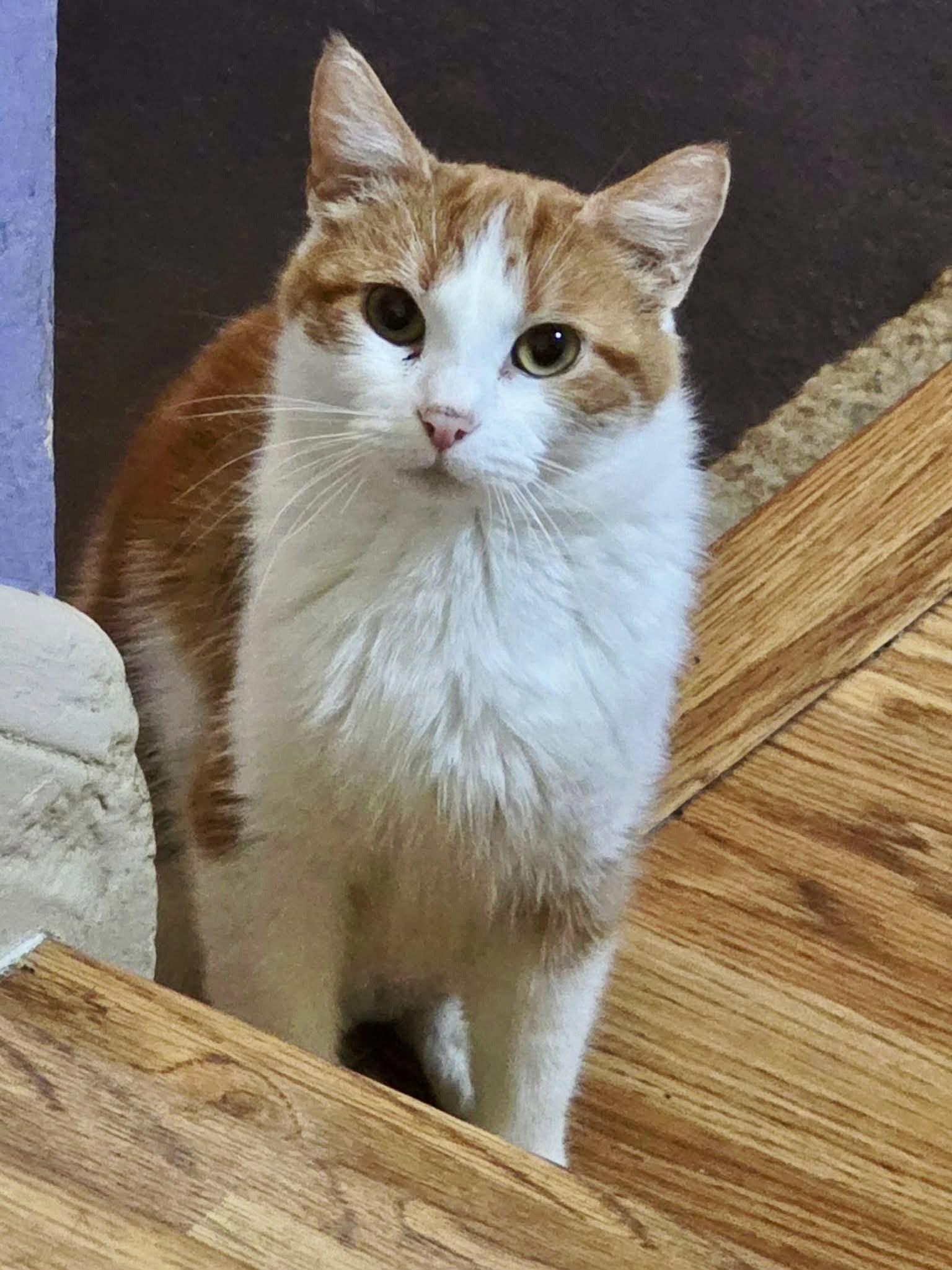 Enlarge Pretty Mama, a Adoptable Domestic Short Hair in Forest Lake, MN image 2/2