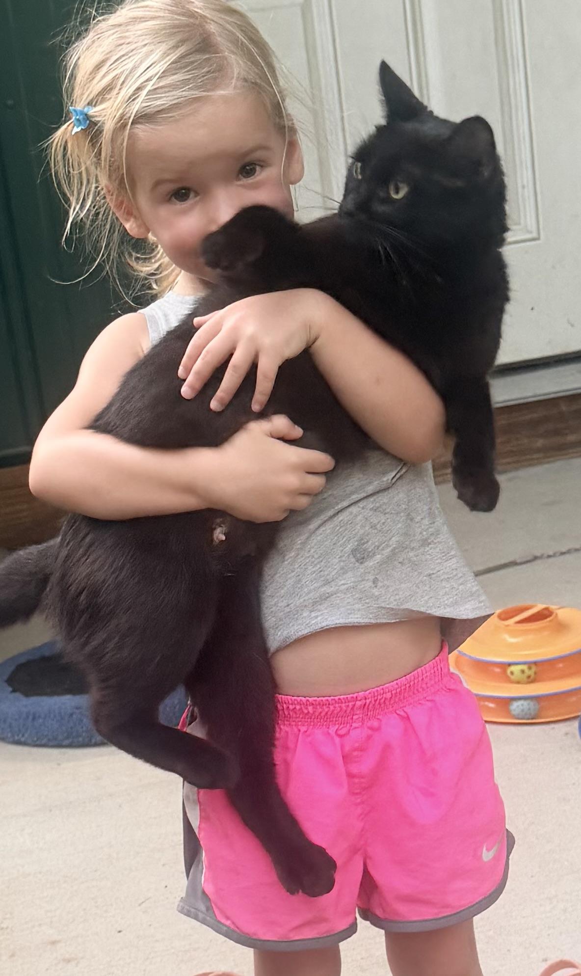 Beltza, Adoptable, Adult Female Domestic Short Hair.