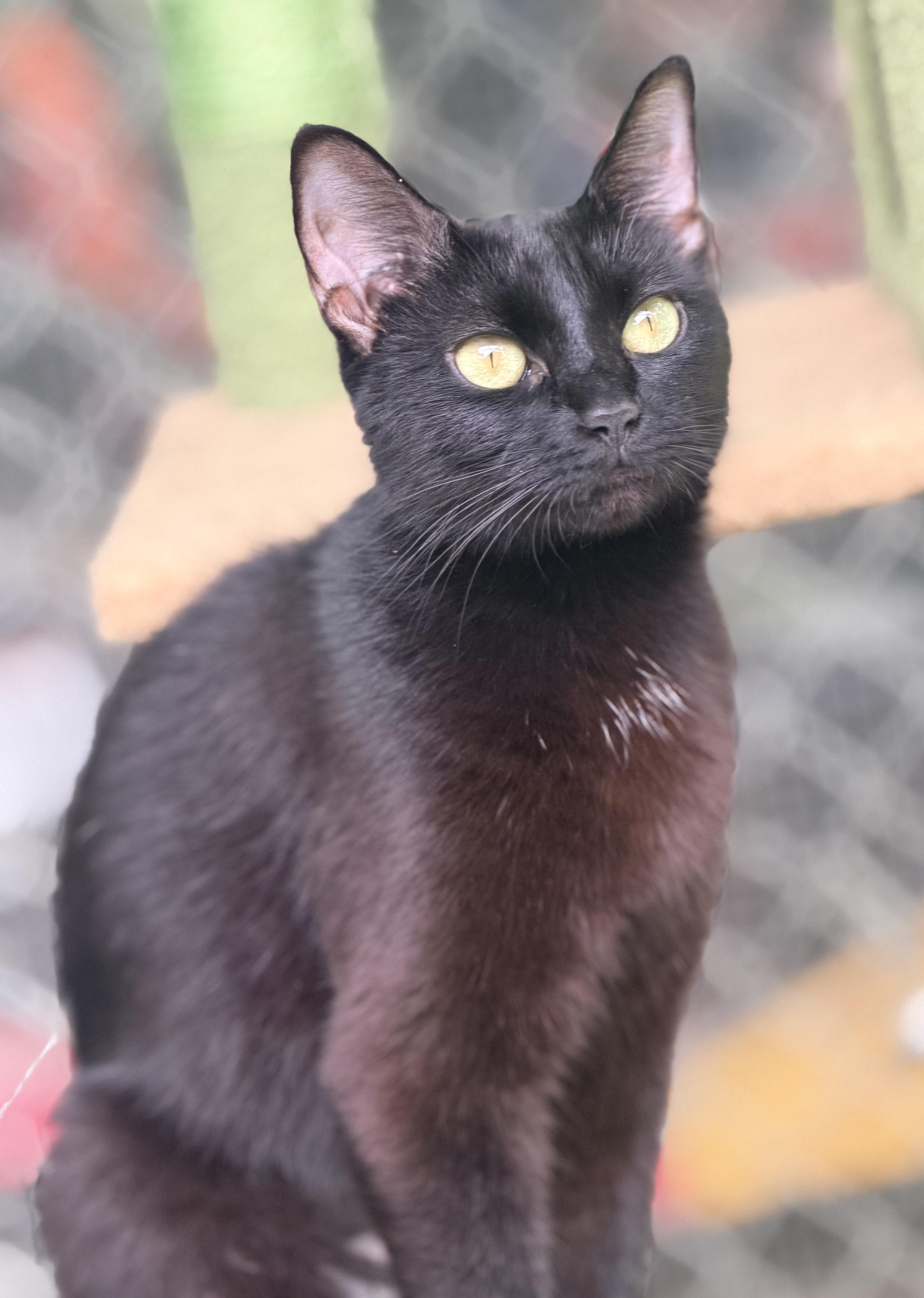 Beltza, a ADOPTABLE mixed breed in Pittsburgh, PA image 3/6