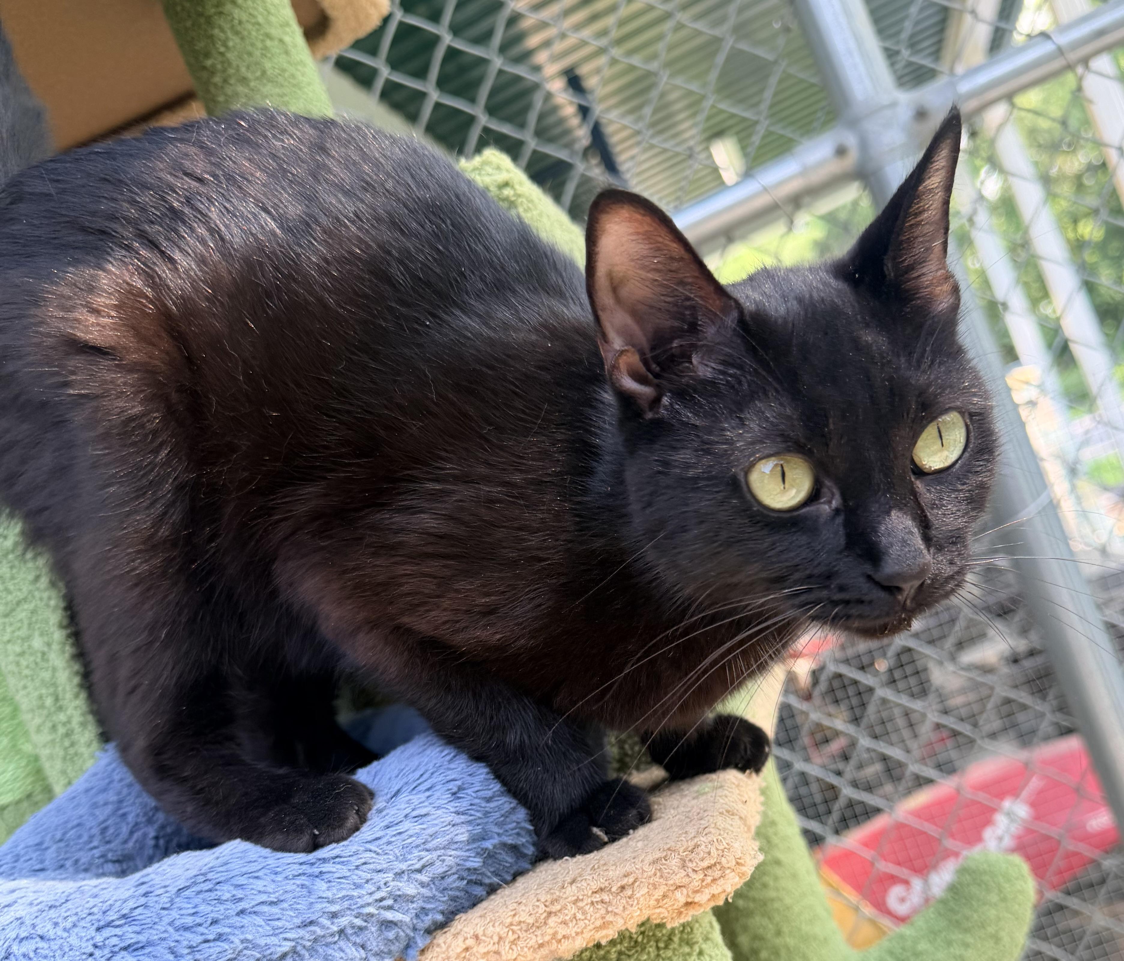 Beltza, ADOPTABLE, Adult Female Domestic Short Hair.
