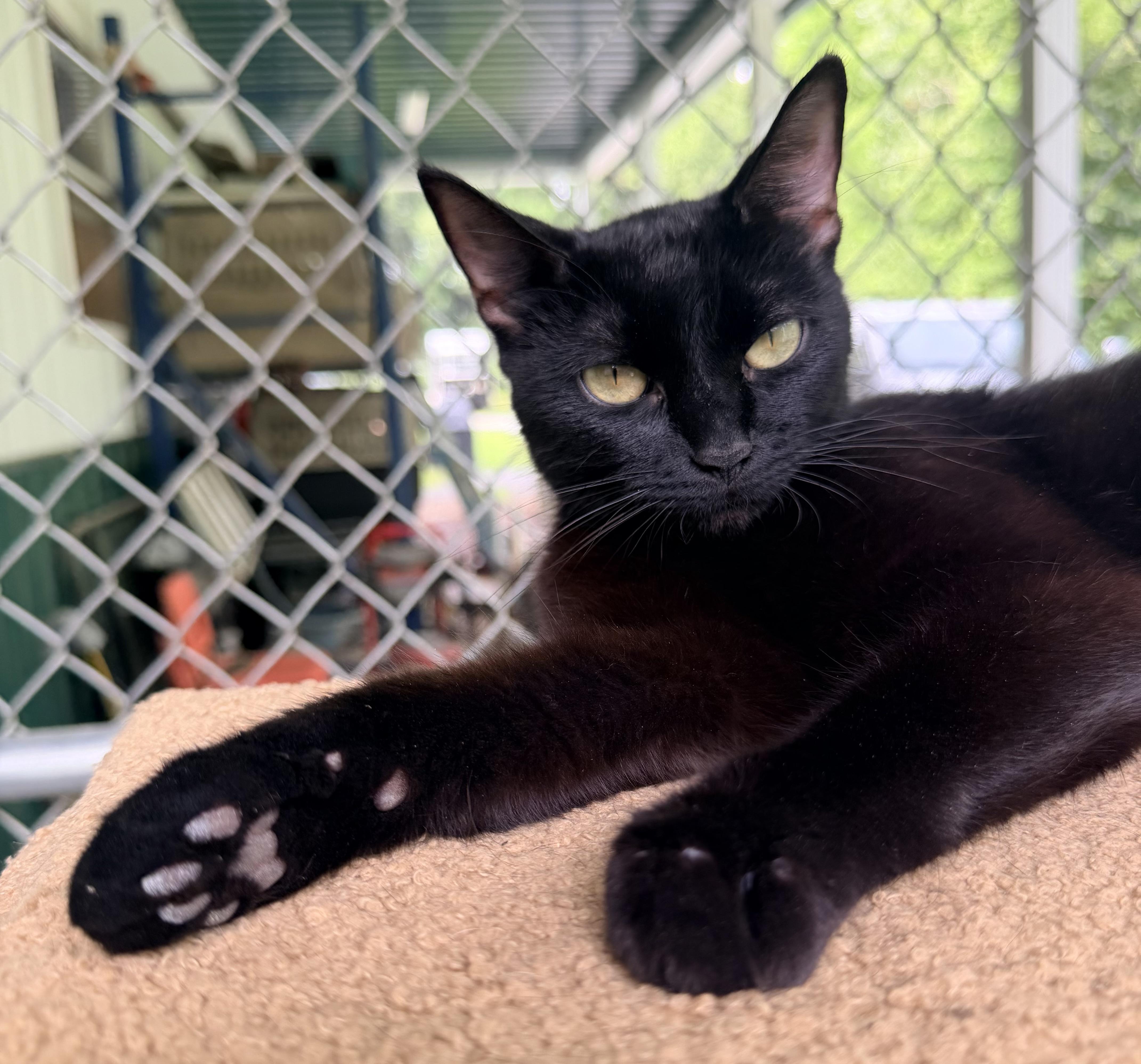Beltza, a ADOPTABLE mixed breed in Pittsburgh, PA image 6/6