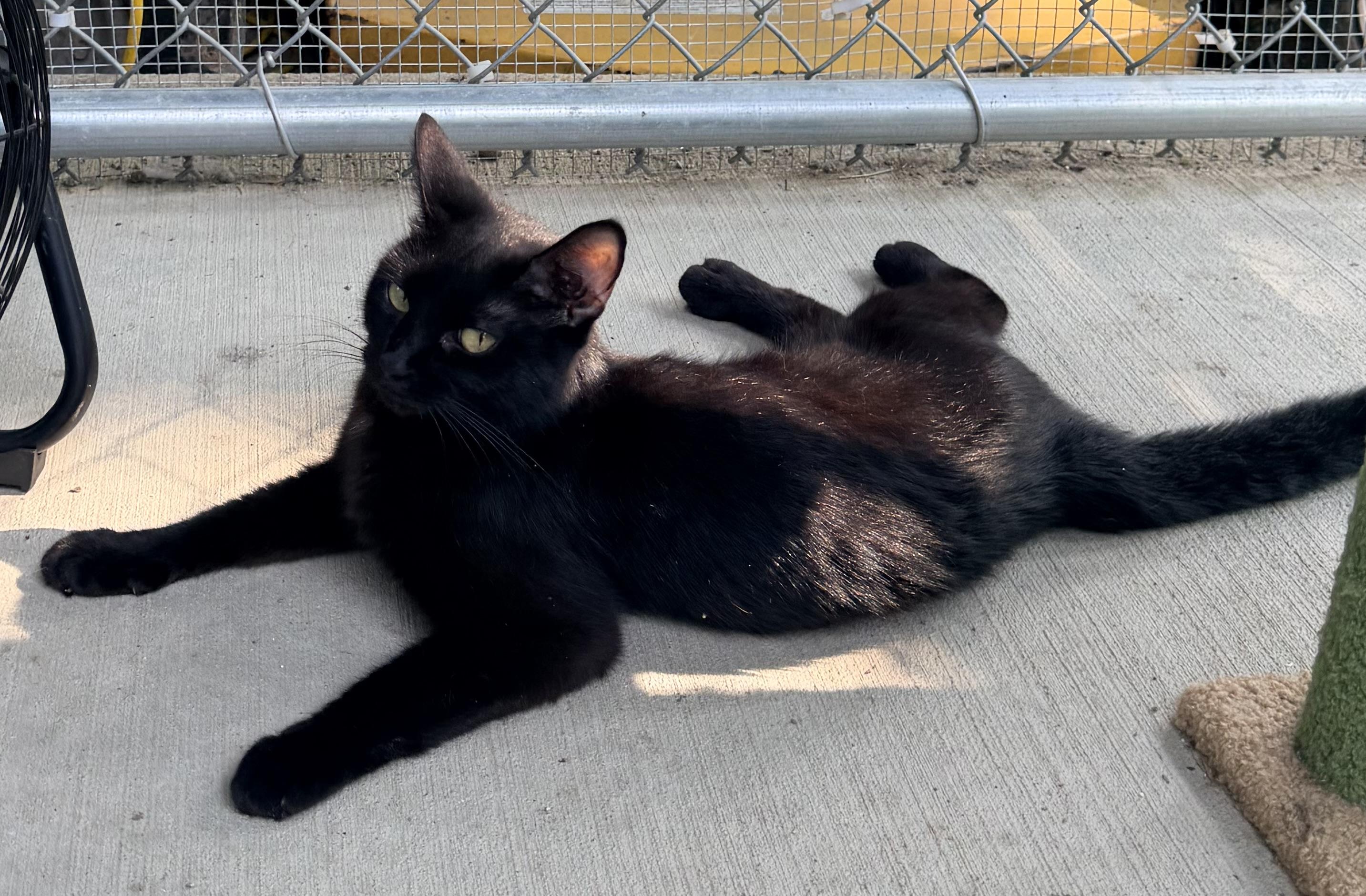 Beltza, a ADOPTABLE mixed breed in Pittsburgh, PA image 5/6