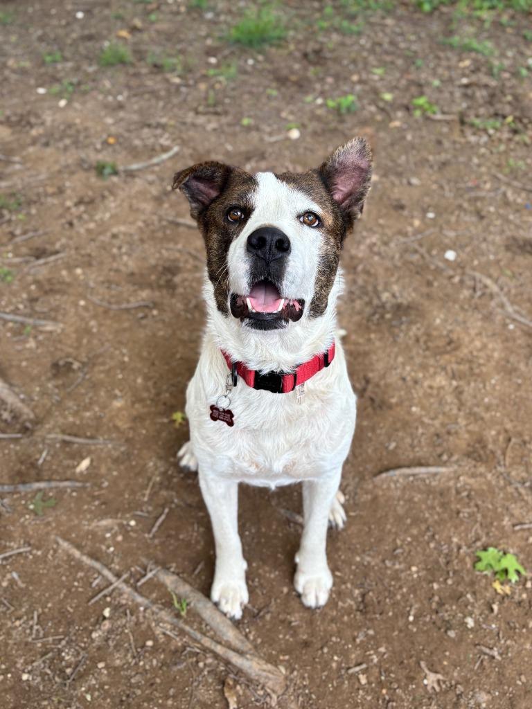 Finn (Kenzo), Adoptable, Young Male Cattle Dog & Terrier.
