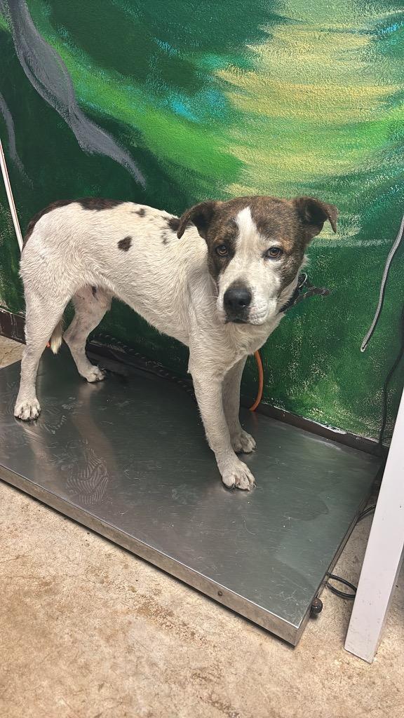 Finn (Kenzo), Adoptable, Young Male Cattle Dog & Terrier.