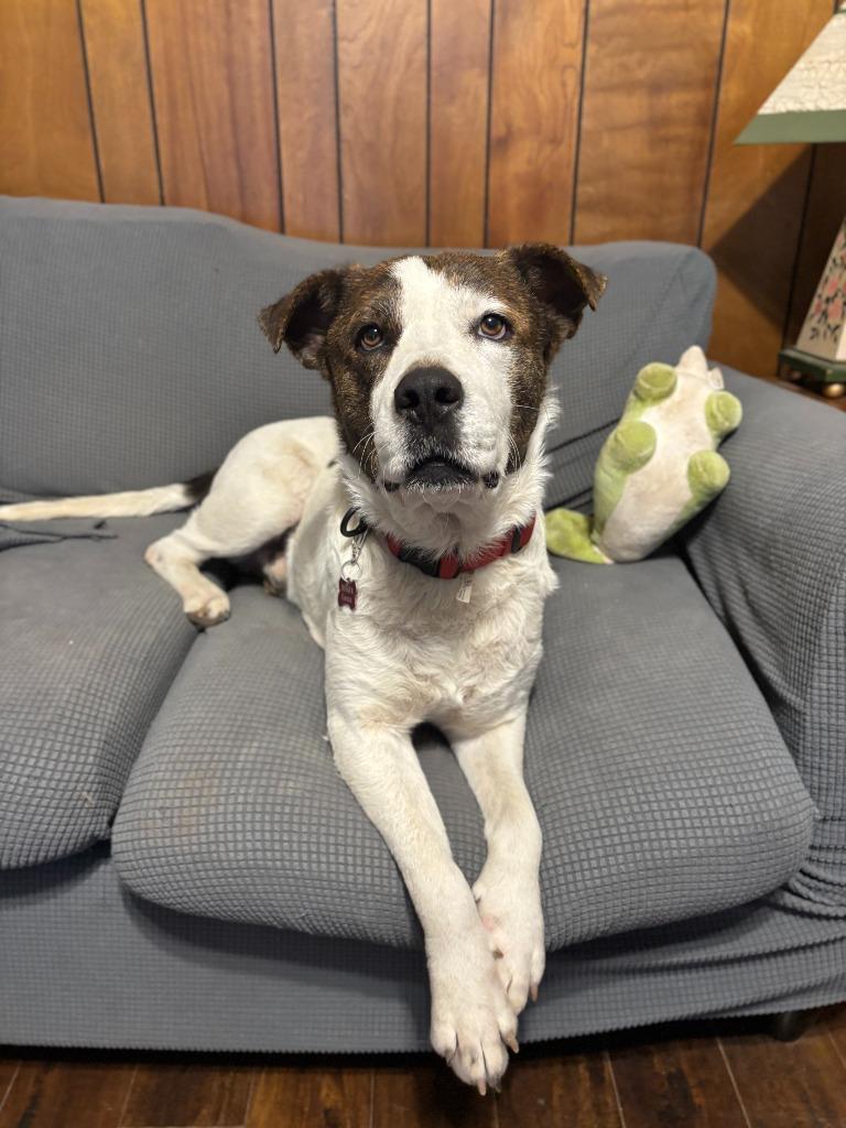 Finn (Kenzo), a Adoptable mixed breed in New Braunfels, TX image 2/5