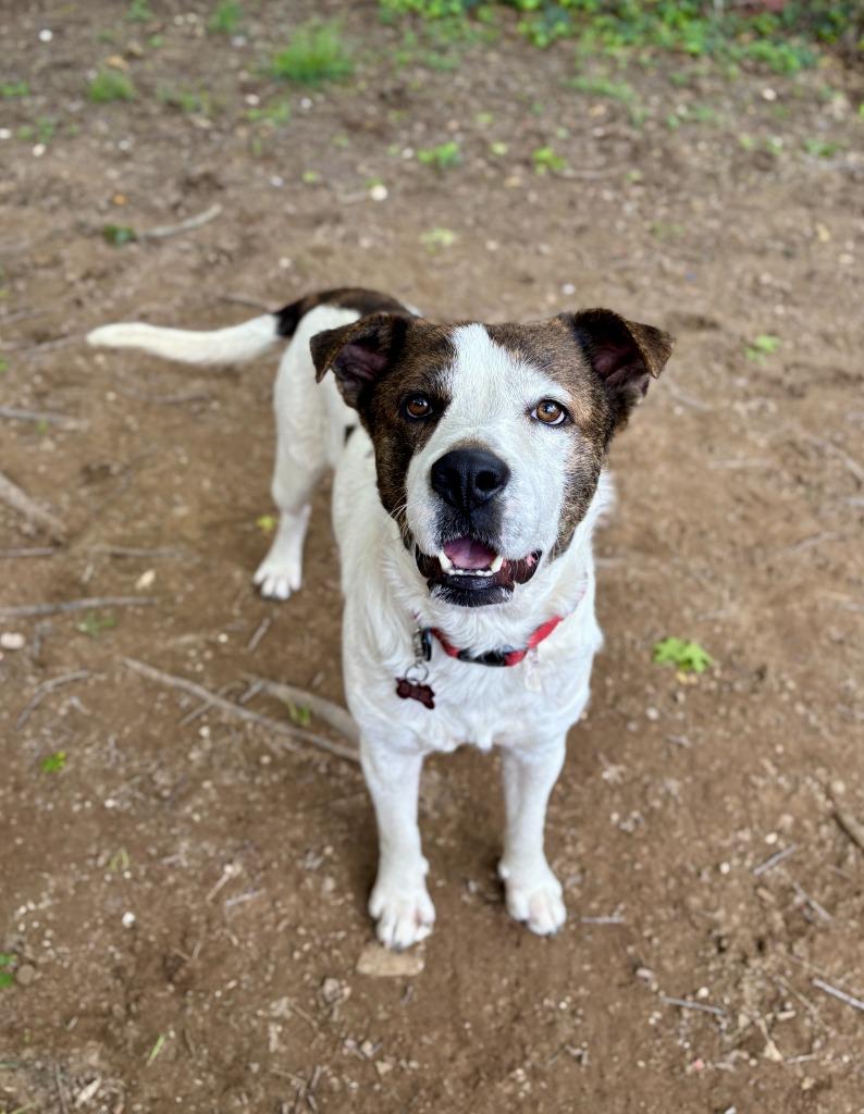 Finn (Kenzo), a Adoptable mixed breed in New Braunfels, TX image 3/5