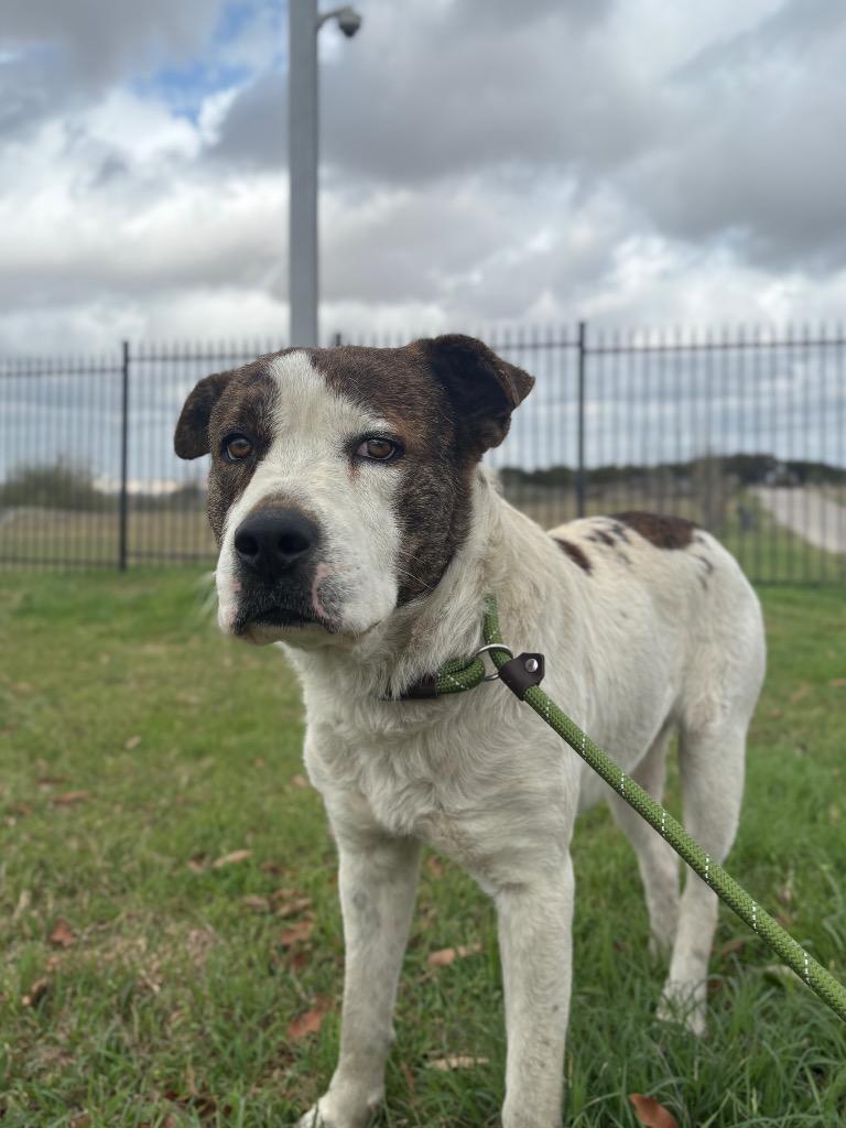 Enlarge Finn (Kenzo), a Adoptable mixed breed in New Braunfels, TX image 2/2