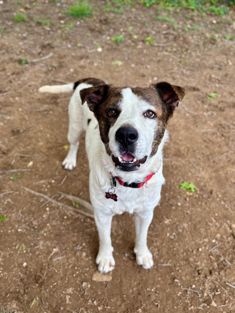 Finn (Kenzo), a Adoptable mixed breed in New Braunfels, TX image 5/5