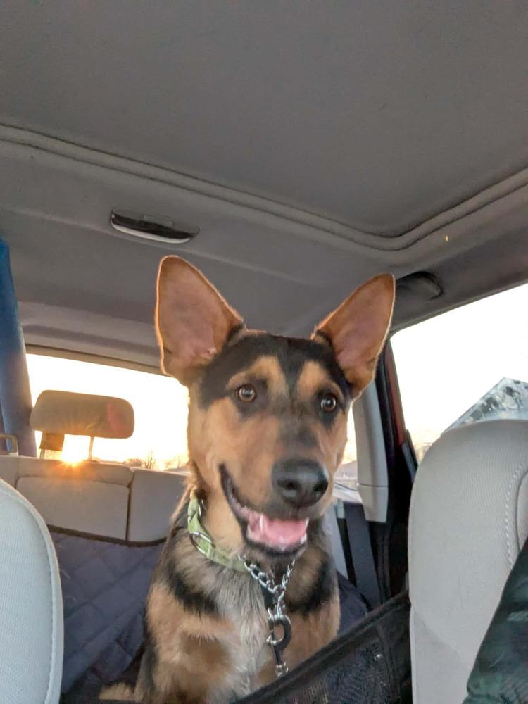 Enlarge Navy II, a Adoptable mixed breed in Fredonia, WI image 1/5