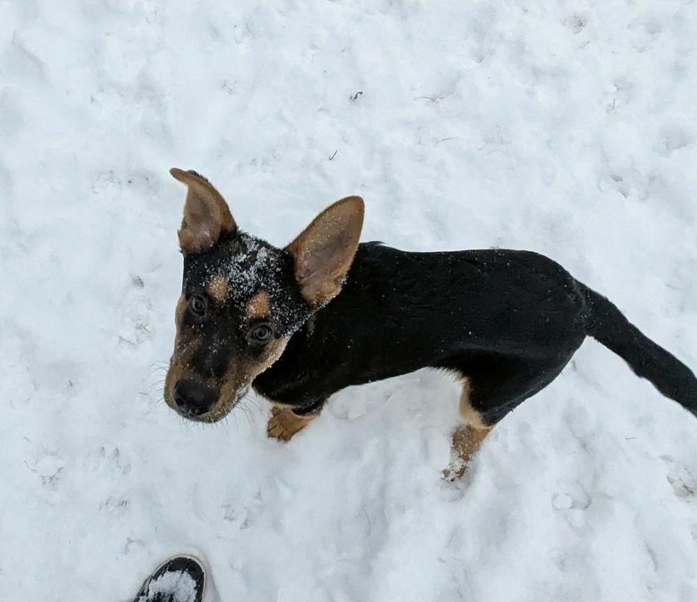 Navy II, Adoptable, Puppy Male German Shepherd Dog.