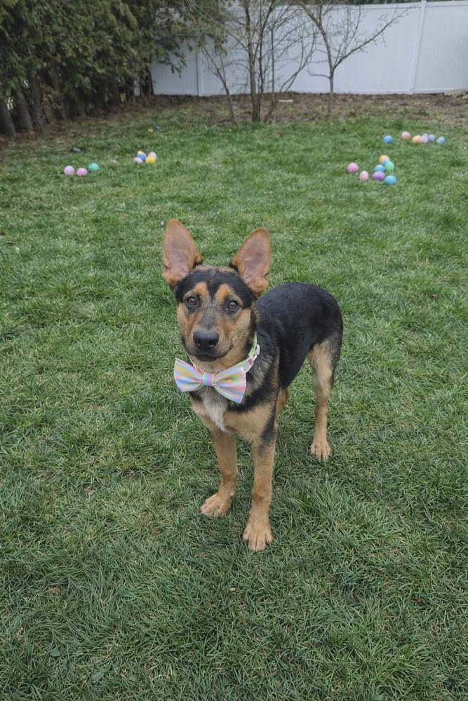 Enlarge Navy II, a Adoptable mixed breed in Fredonia, WI image 2/5