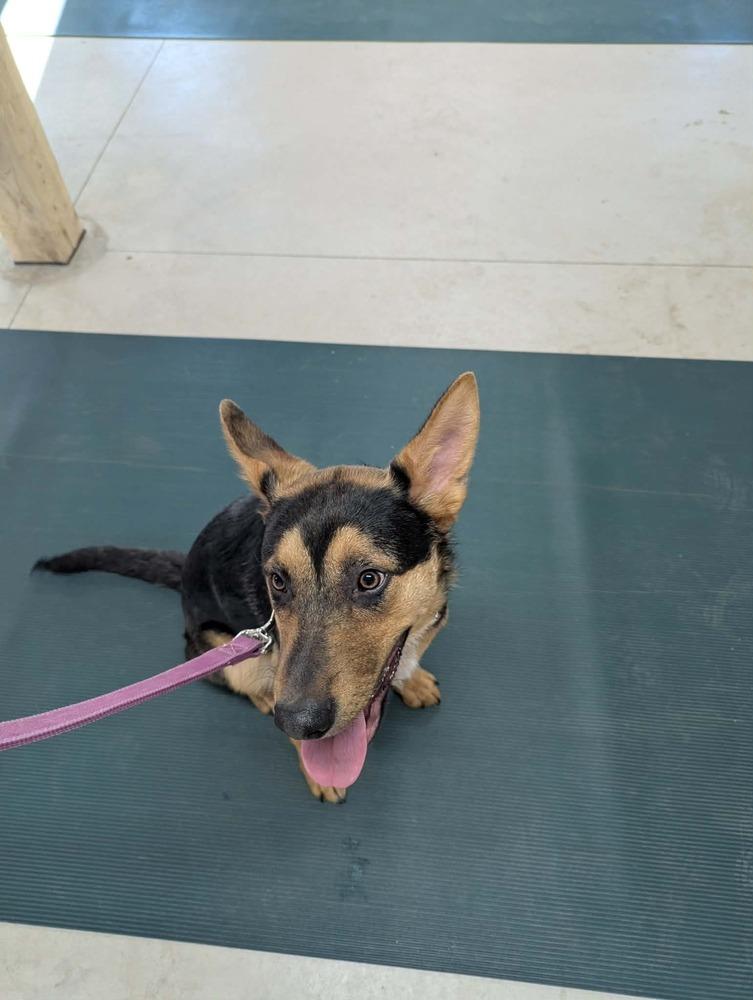 Enlarge Navy II, a Adoptable mixed breed in Fredonia, WI image 3/5