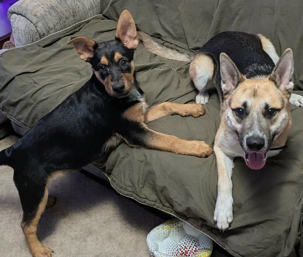 Enlarge Navy II, a Adoptable mixed breed in Fredonia, WI image 2/4